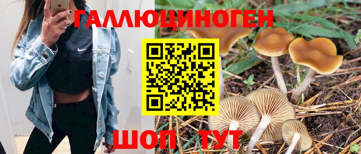 Муром  Псилоцибиновые грибы Psilocybine cubensis  Вход с VPN  Галлюциногенные грибы Cubensis 